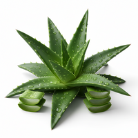 Aloe vera (babosa)